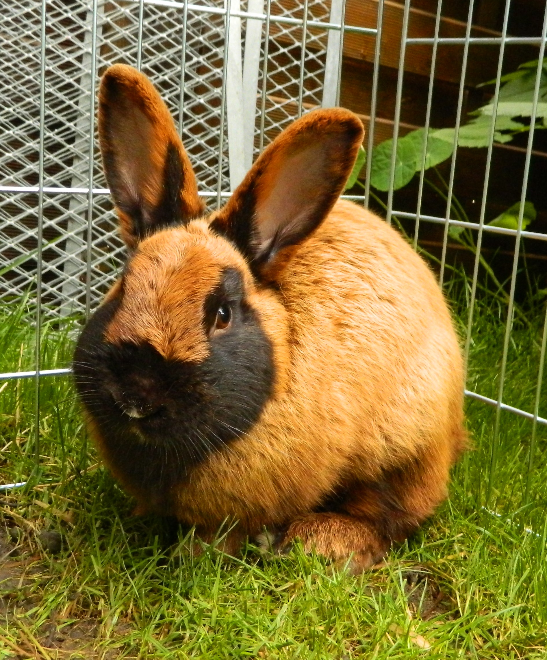 *vermittelt* Buddy, männlich, kastriert, Alter unbekannt