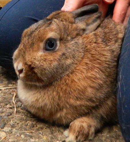 Snoopy, 6 Jahre, weiblich, RHD & Myxo geimpft